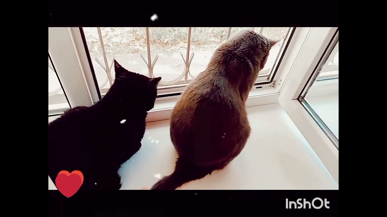 Питомцы увидели, что-то новенькое 💕💕💕