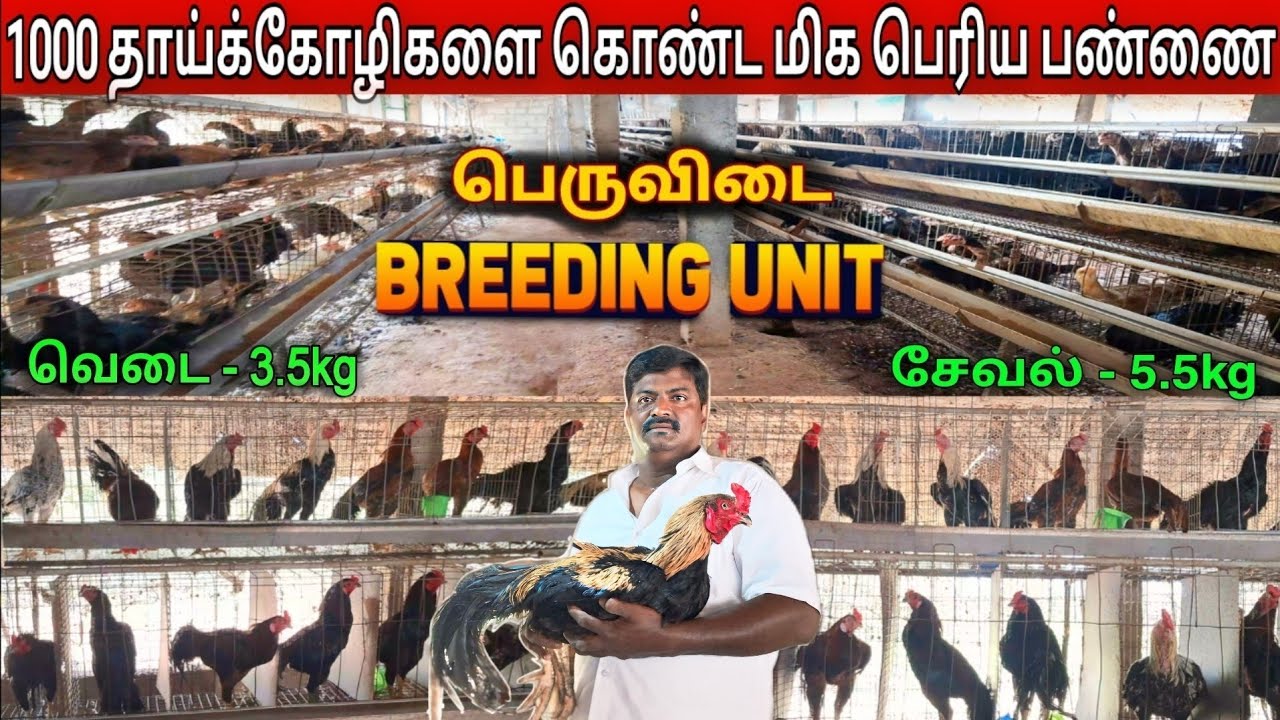 கூண்டு முறையில் தரமான பெருவிடைக் கோழிகள் வளர்ப்பு | peruvidai koli valarpu in tamil