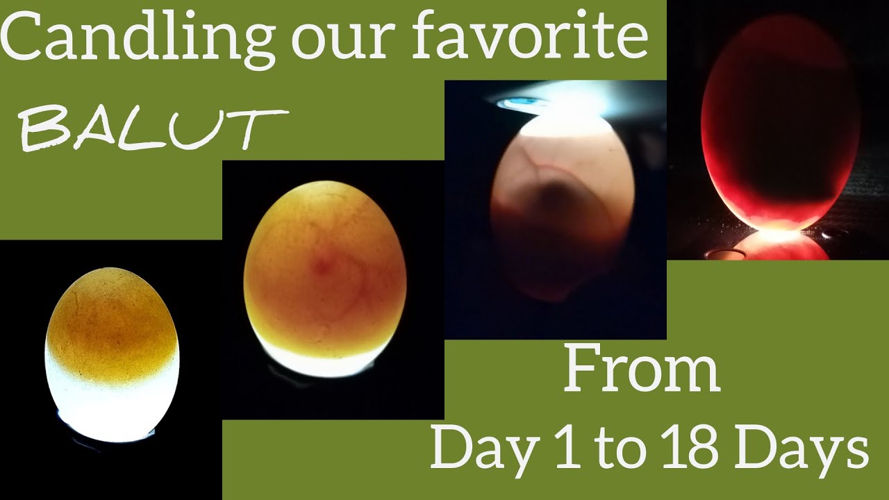 #Candling Balut from Day 1 to 18 Days