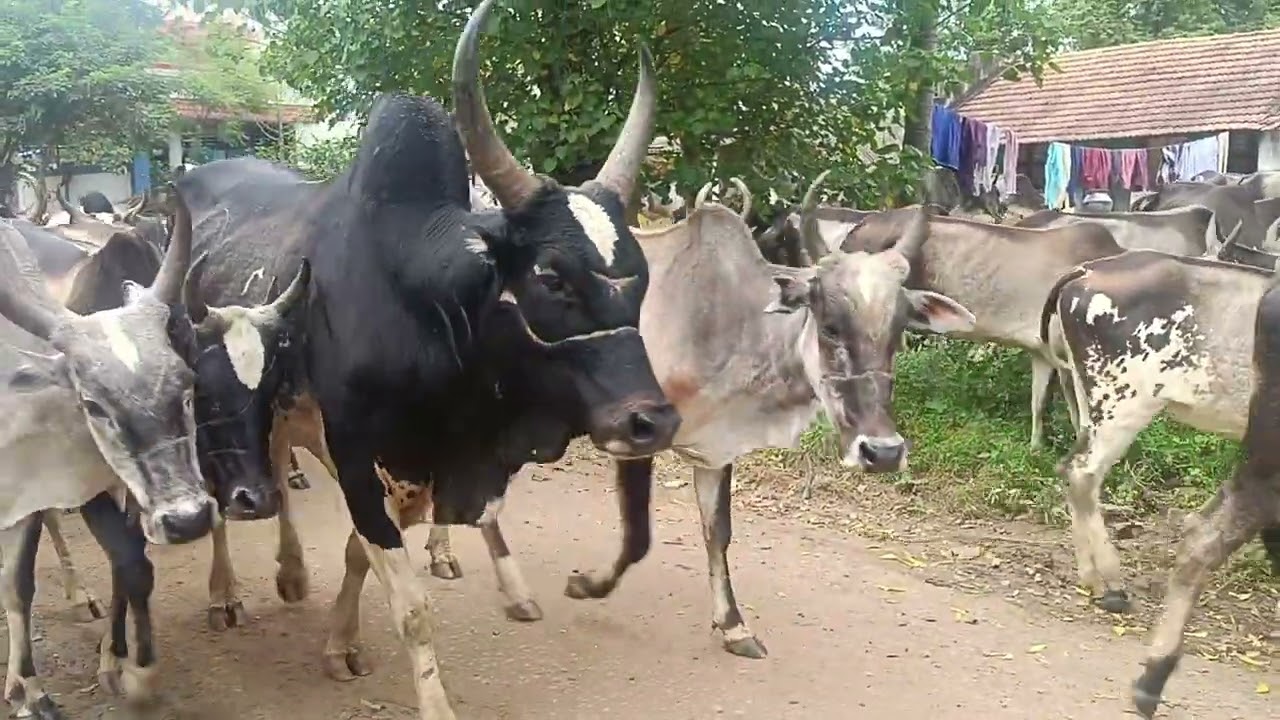  கிடைய மாடு