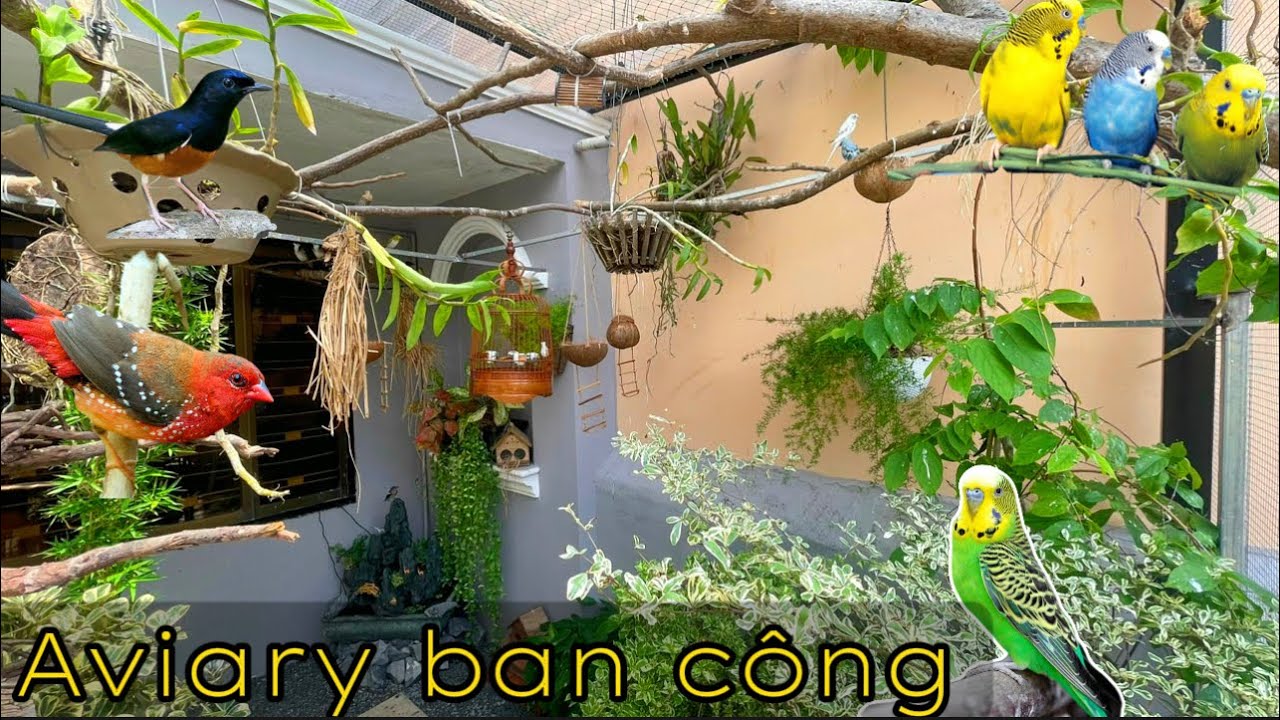 Kiểu Mẫu Aviary mô hình ngoài Ban Công trải sỏi nền  nuôi nhiều Loài Chim rực rỡ || Đạt Bird TV