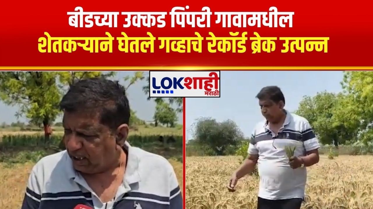 Beed Farmer | बीडच्या उक्कड पिंपरी गावामधील शेतकऱ्याने घेतले गव्हाचे रेकॉर्ड ब्रेक उत्पन्न