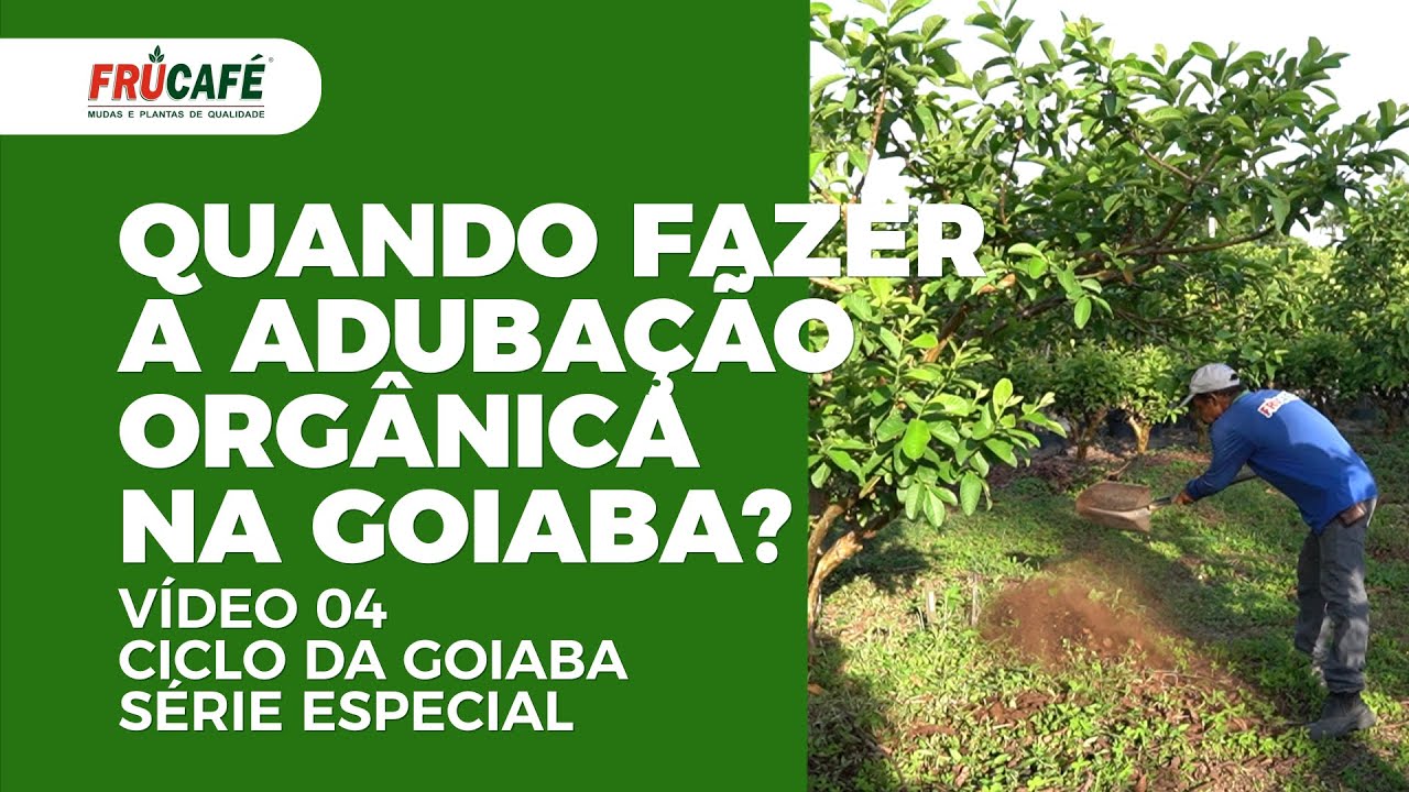 Em Qual Momento é Feito a Adubação Orgânica na Goiaba? Ciclo da Goiaba - Vídeo 04.
