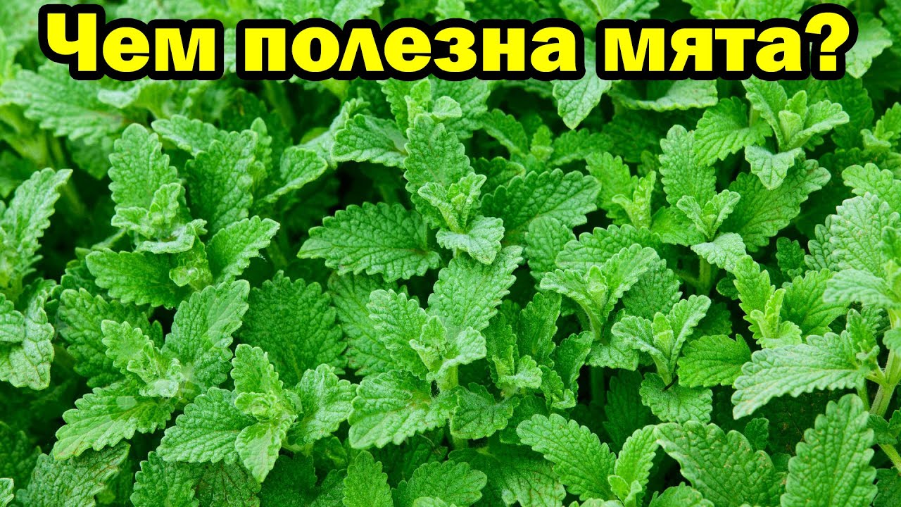 Чем полезна мята для организма человека?