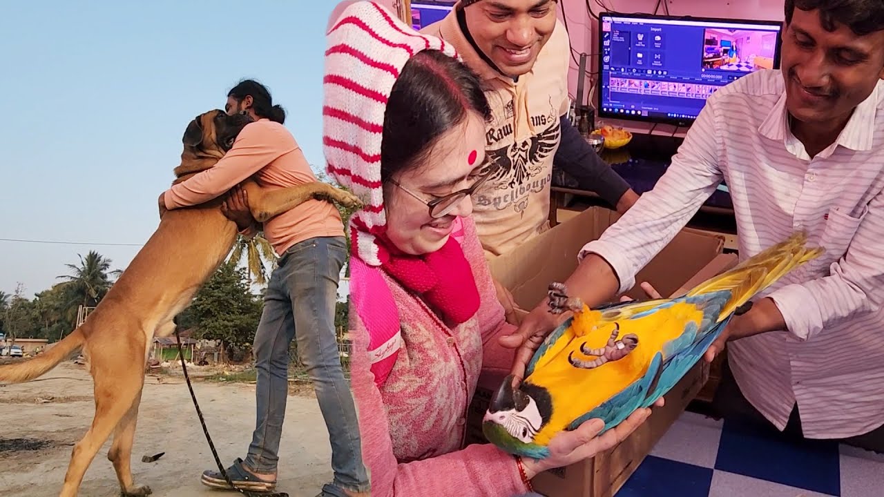 Macaws Baby Left For Punjab Bathinda.