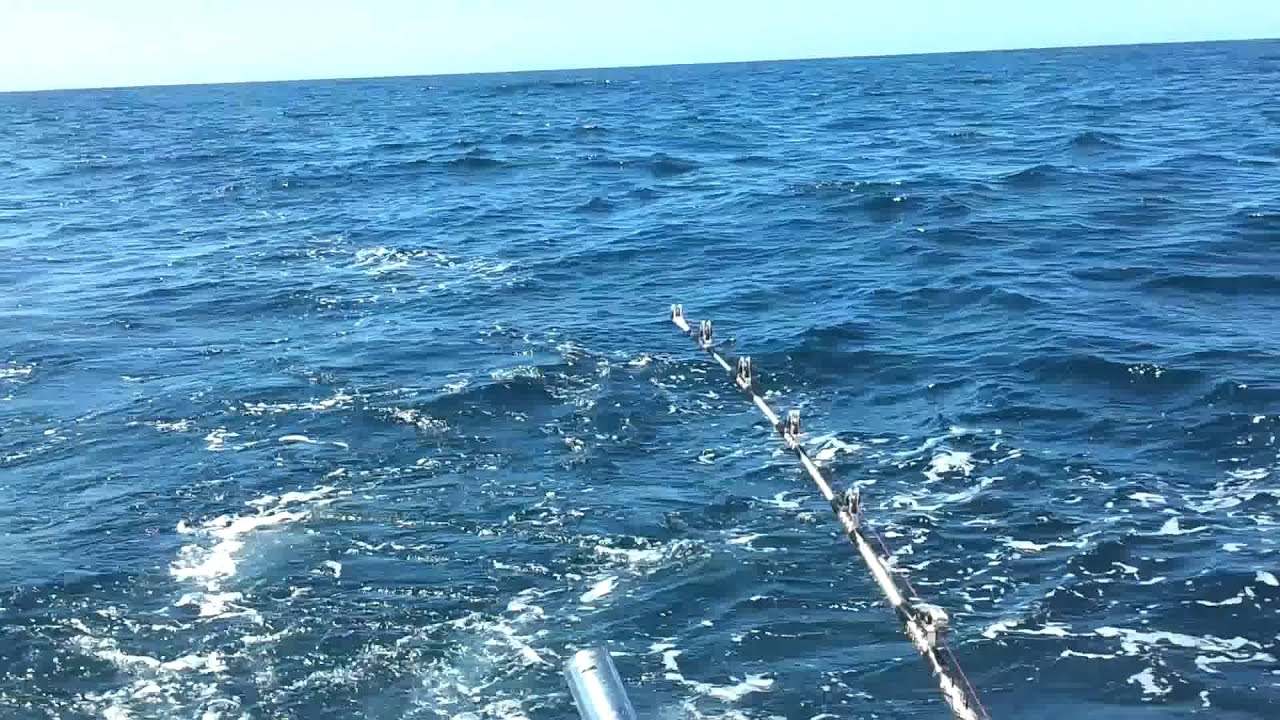 Pesca en Cadiz - Combate con marrajo al curri