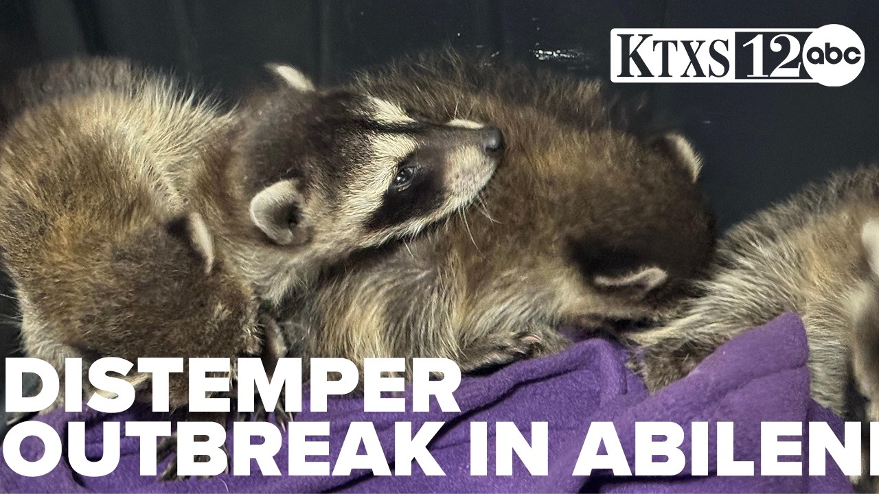 Distemper outbreak in Abilene, several reports of sick raccoons in the area