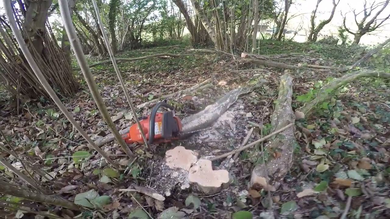 Coppicing derelict hazel for firewood 2022 - starting work.