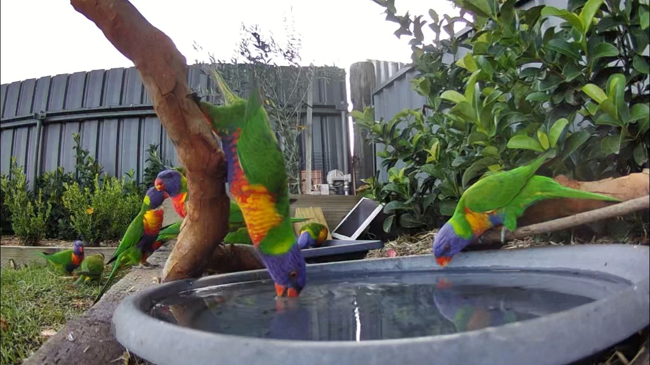 Australian Bird Bath Cam | 10/3/26 | crazy lorikeets | galah | peewees | cat tv bird bath action