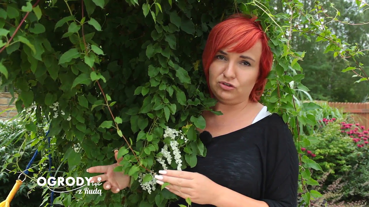 Ogrody z Rudą - Rdest Auberta - silne pnącze #16