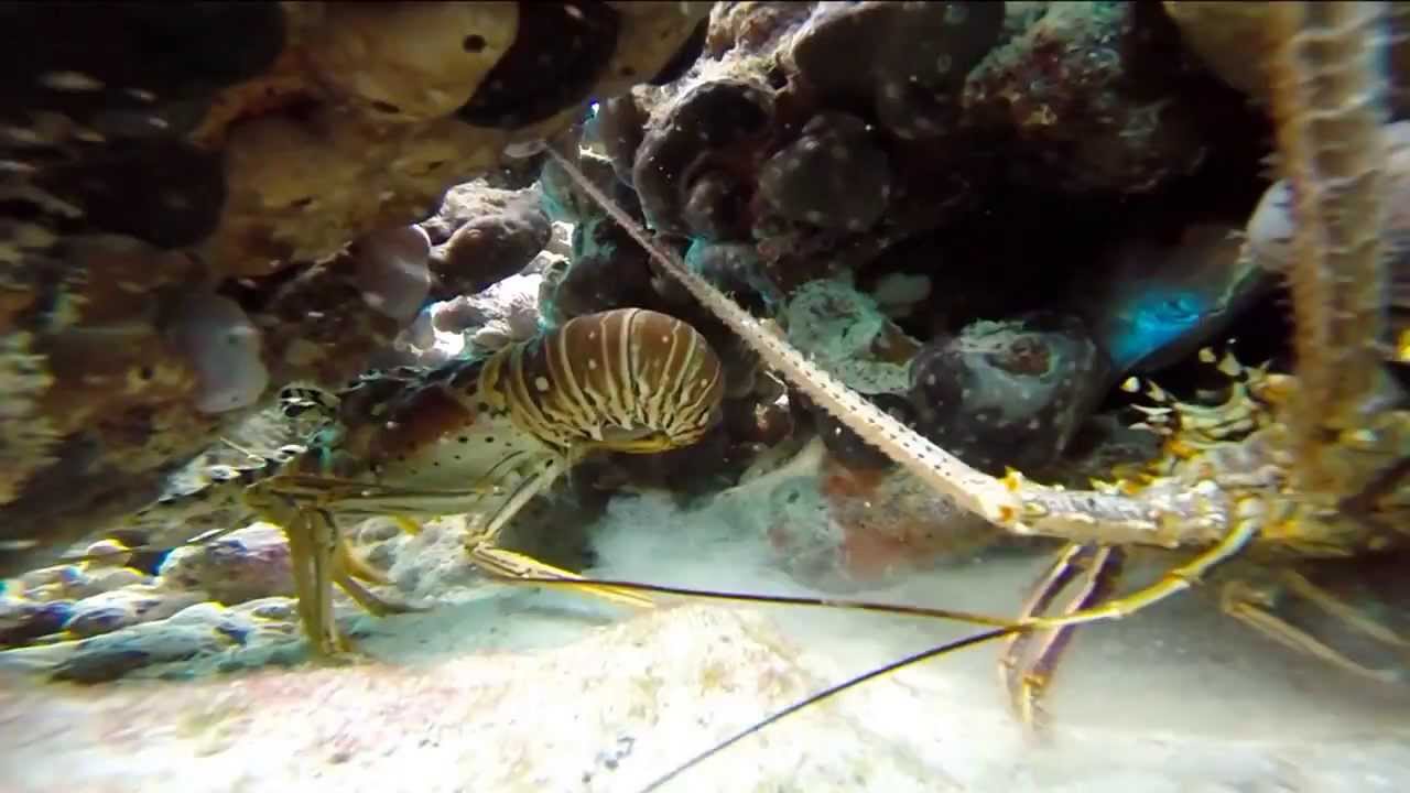 Snorkeling Warderick Wells   Exumas   Bahamas