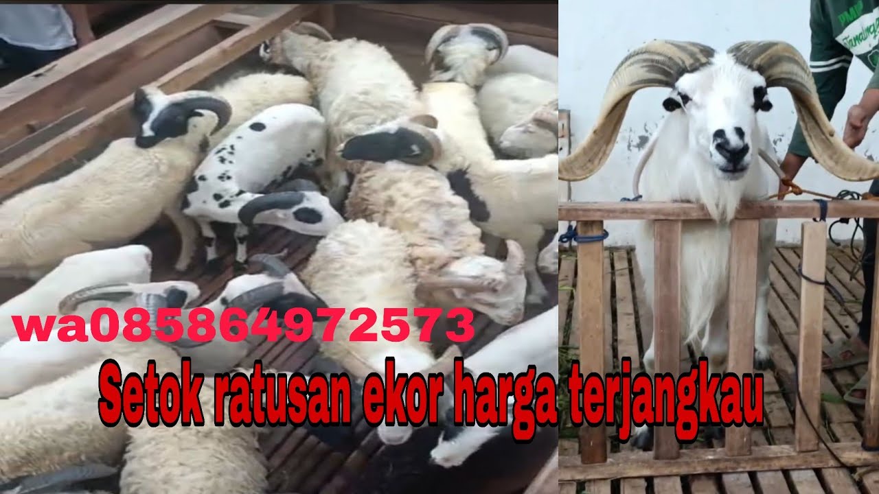 harga domba terbaru langsung dari kandang Setok ratusan ekor