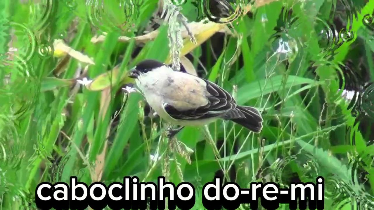 caboclinho do-re-mi o melhor pra encarte de filhotes@MELODIASELVAGEM