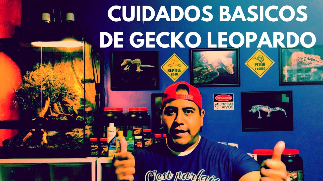 Cuidados básicos de gecko leopardo