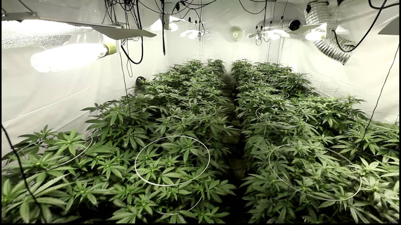 UW Purple OG Kush Day 14 of Flower 8000 Watts