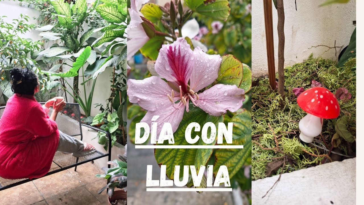 ASI SE VE UN DIA TRANQUILO COMO AMA DE CASA🏡/ cosechamos las primeras frutas del año🫒