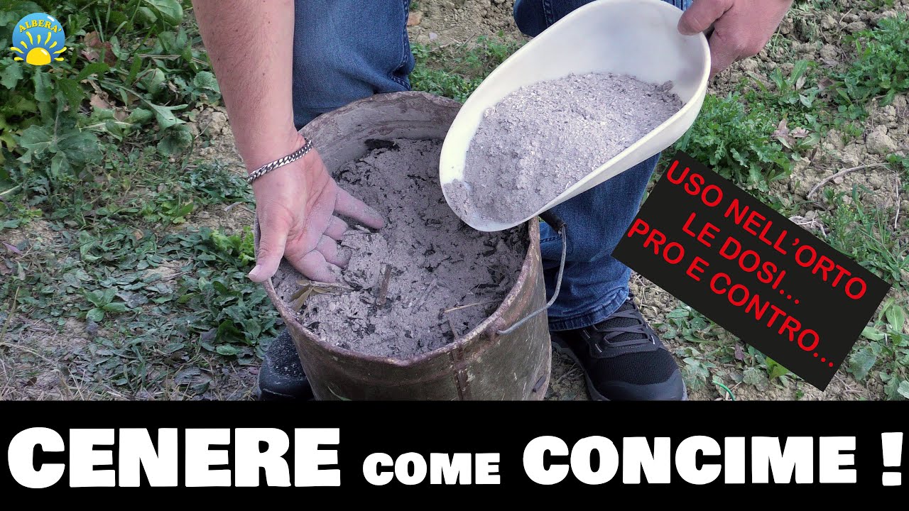 CENERE come CONCIME! 3 Modi per usarla nell'ORTO, in giardino e come trattamento! (prova pratica)