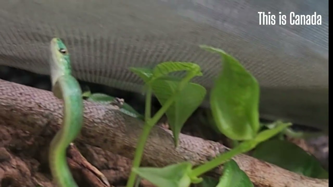 This snake looks like a moving tree twig. 