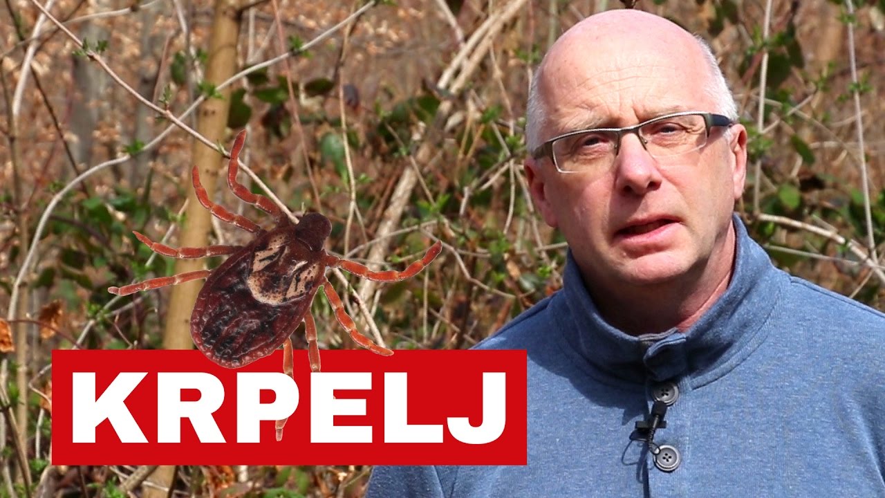 Krpelj