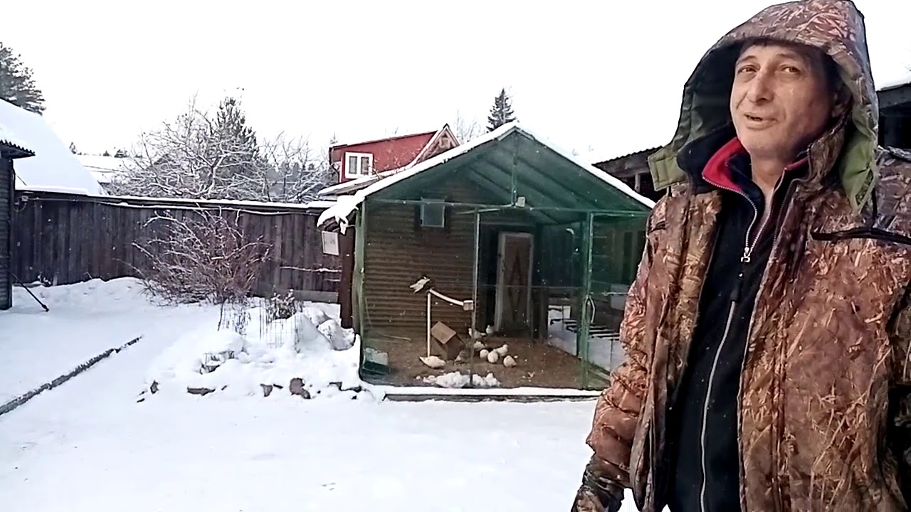 Зимнее содержание бакинских голубей