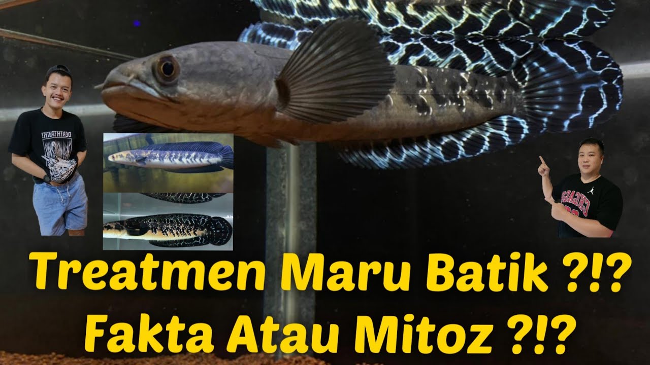 Fakta / Mitoz ⁉️ Treatmen Matik = Maru Batik ‼️ 🤔🤨🥴...