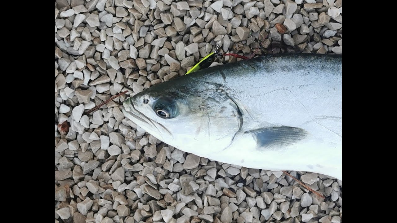 Jutarnji spin na lice i felune - Morning light spinning on amberjack and leerfish Rogoznica