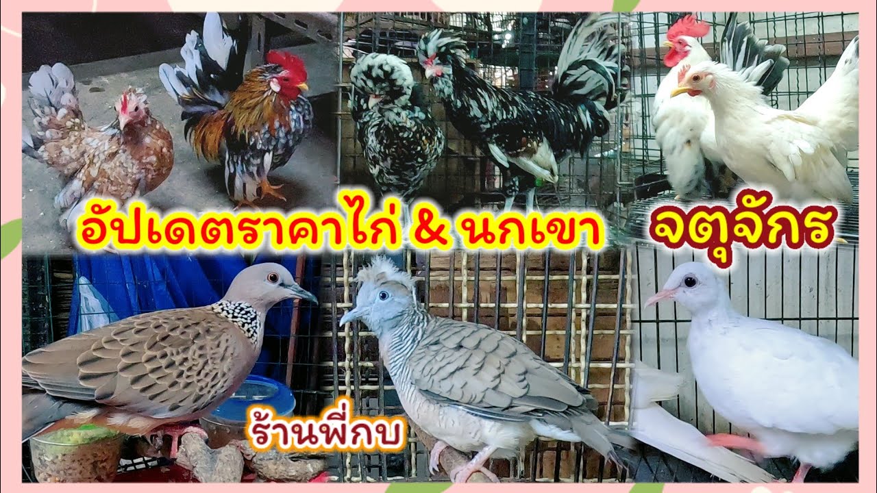 อัปเดตราคาไก่ และนกเขา จตุจักร ร้านพี่กบ จัดส่งได้ทั่วประเทศ