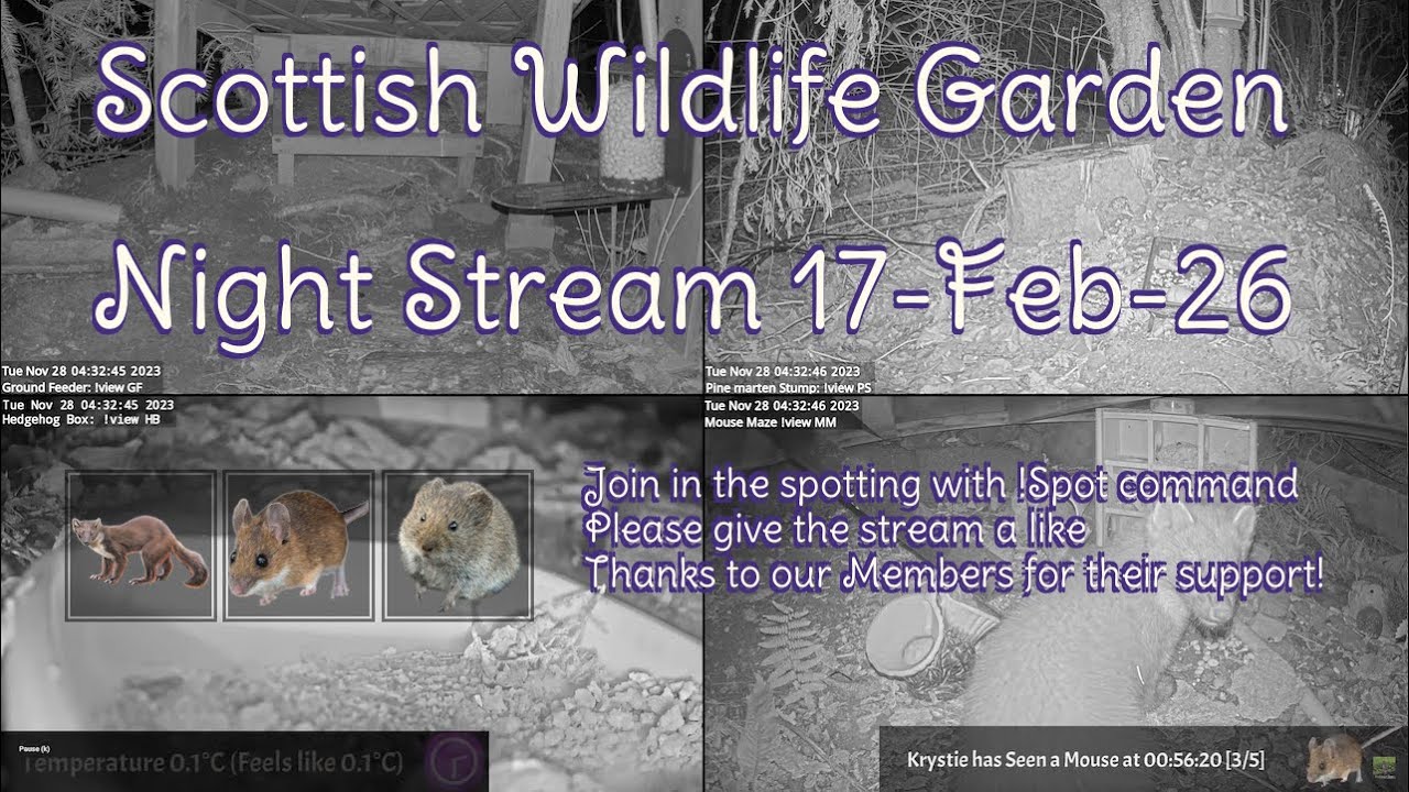 LIVE 🔴 Bird Feeders, Wildlife Cameras Scotland UK from Scottish Wildlife Garden