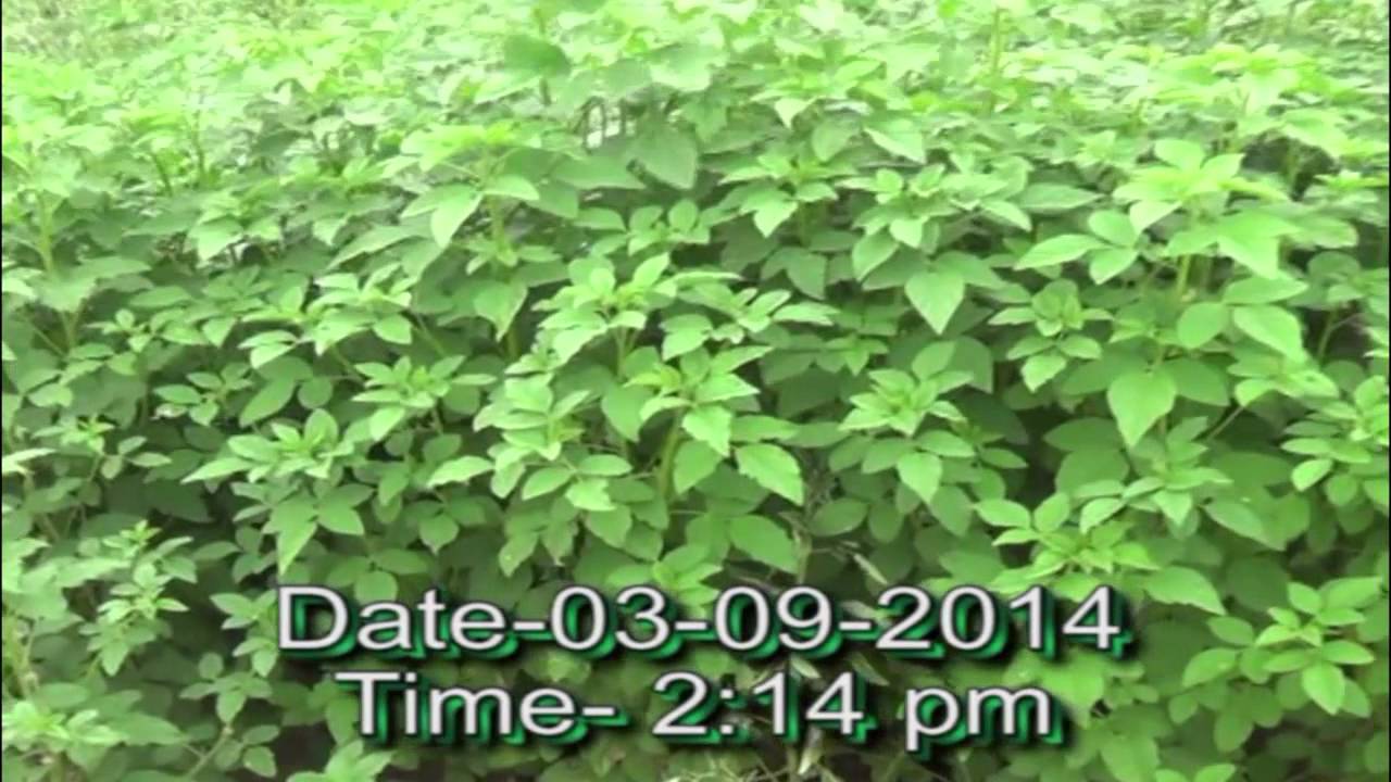 World Record Longest Guar (Cluster Bean) Ever!