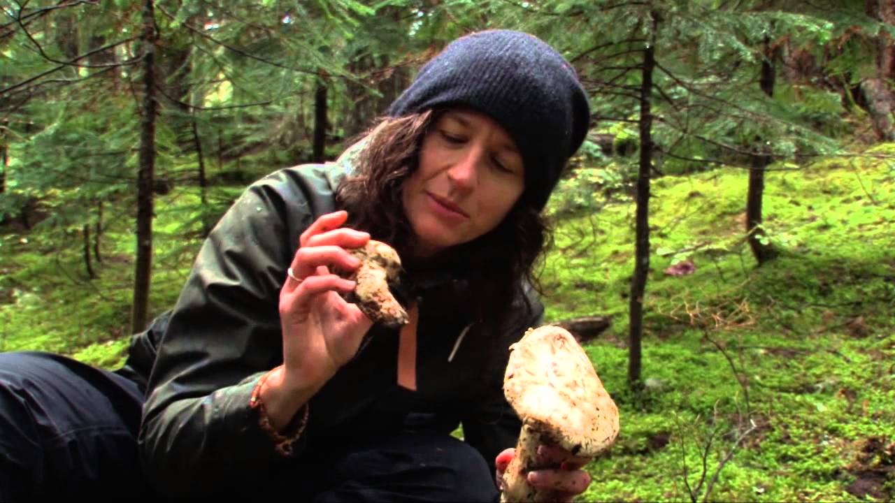 How to find pine mushrooms (matsutake) $$$$ ca-ching!