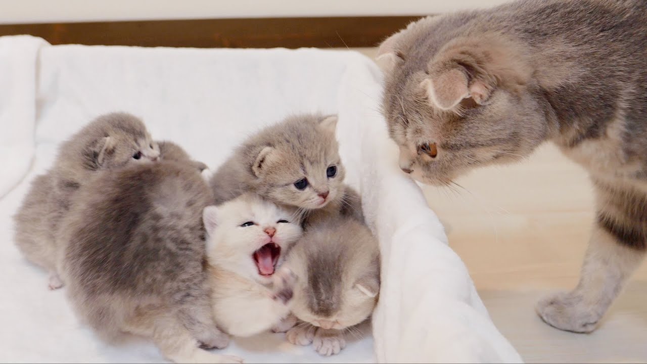 A cute kitten who got frustrated without being taken care of by the mother cat