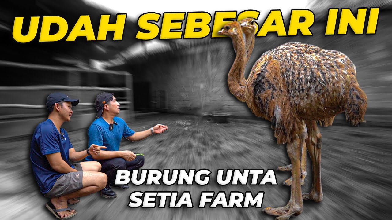 SHOCK BANGET..! BURUNG UNTA SETIA FARM UDAH SEBESAR INI