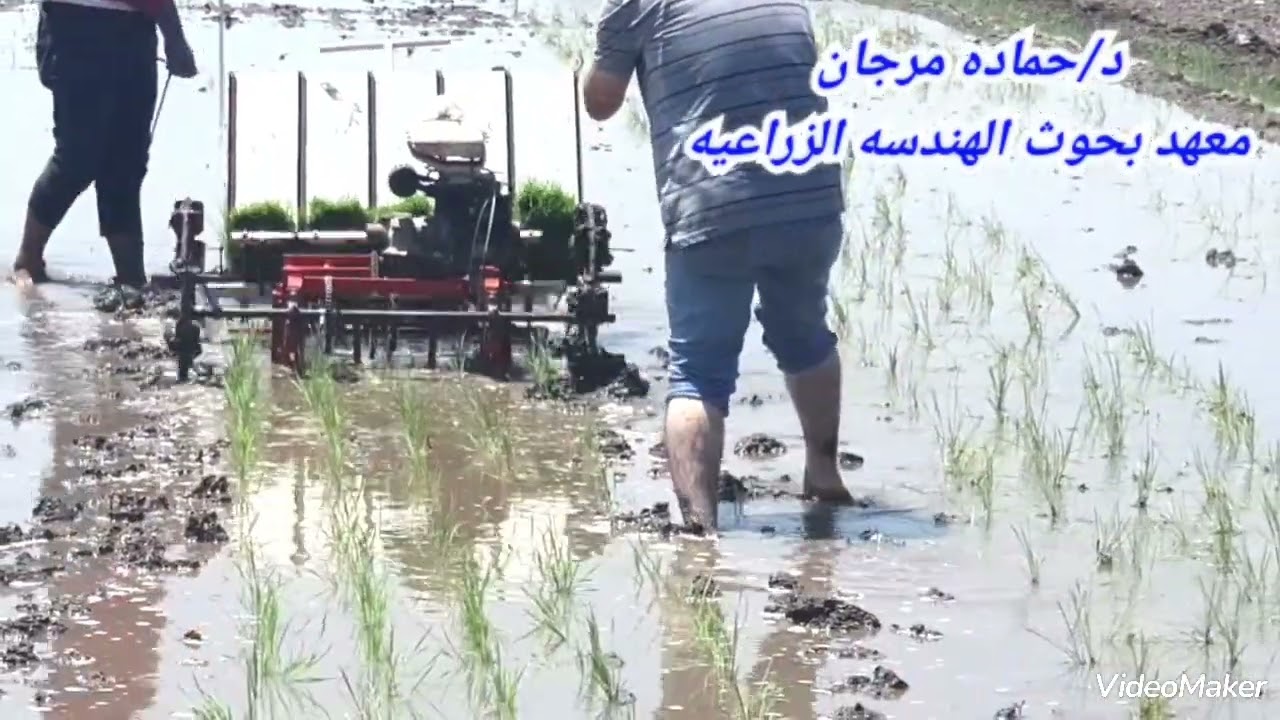 اول شتاله ارز مصريه ١٠٠%