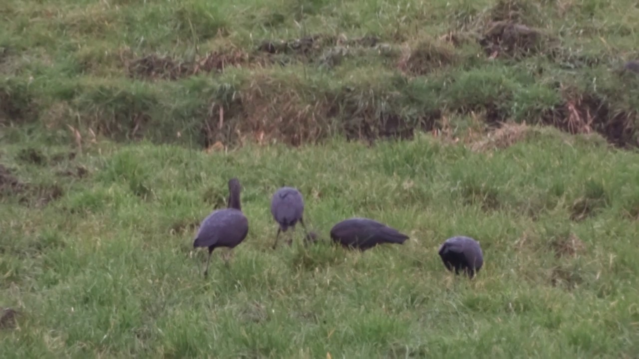 Vroege Vogels - Vier zwarte ibissen in de regen