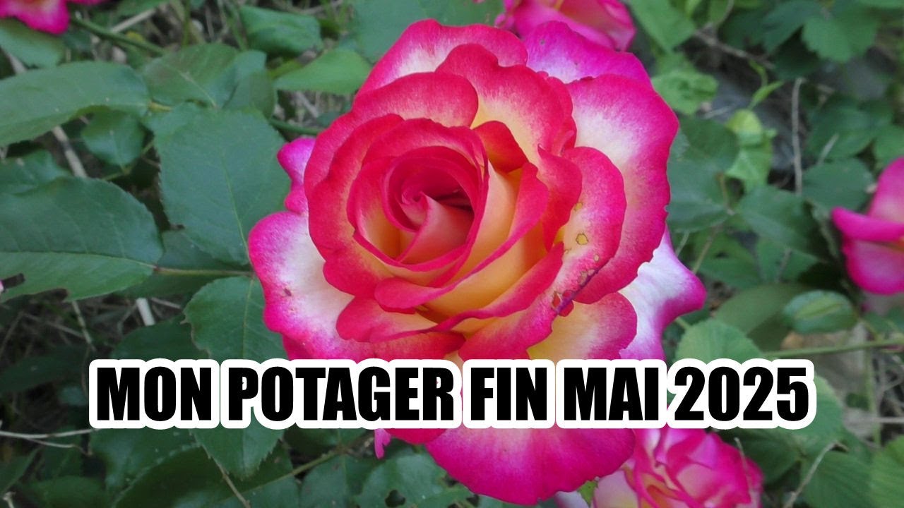 MON POTAGER FIN MAI 2025 : DERNIERE LIGNE DROITE
