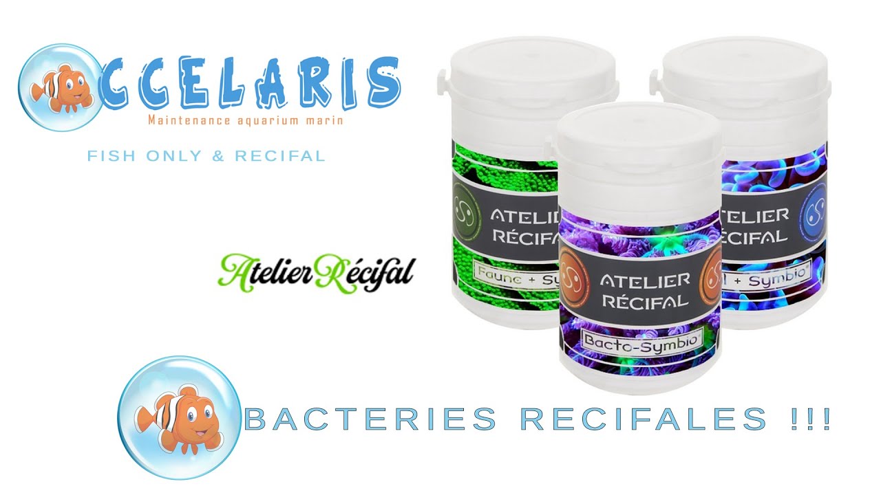 TESTS BACTERIES RECIFALES chez OCCELARIS !!!