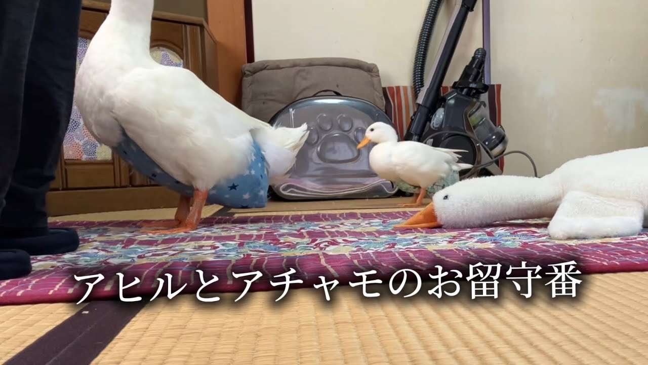 アヒルとアチャモのお留守番