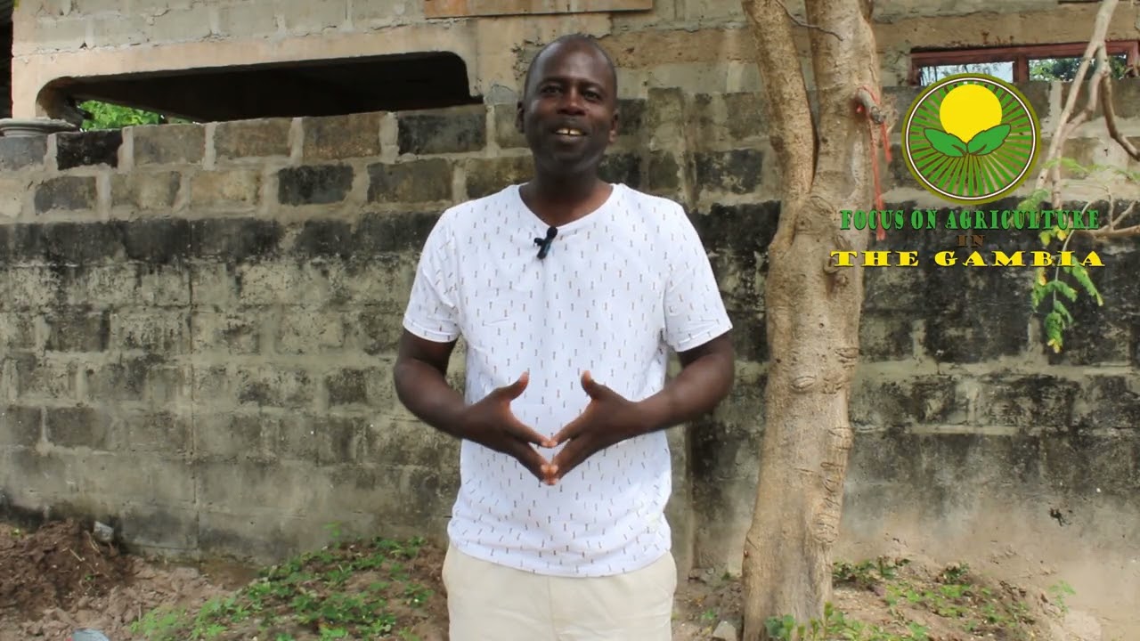 Farm Fresh – Leading Organic, Chemical-Free & Fresh Produce in The Gambia