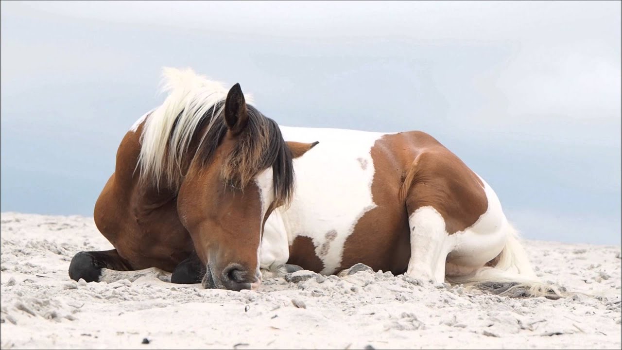 A Day On Assateague Island