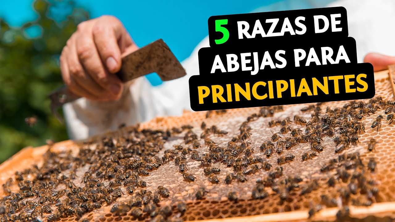 Las 5 MEJORES Razas de Abejas La 4 es La MEJOR Para Apicultura