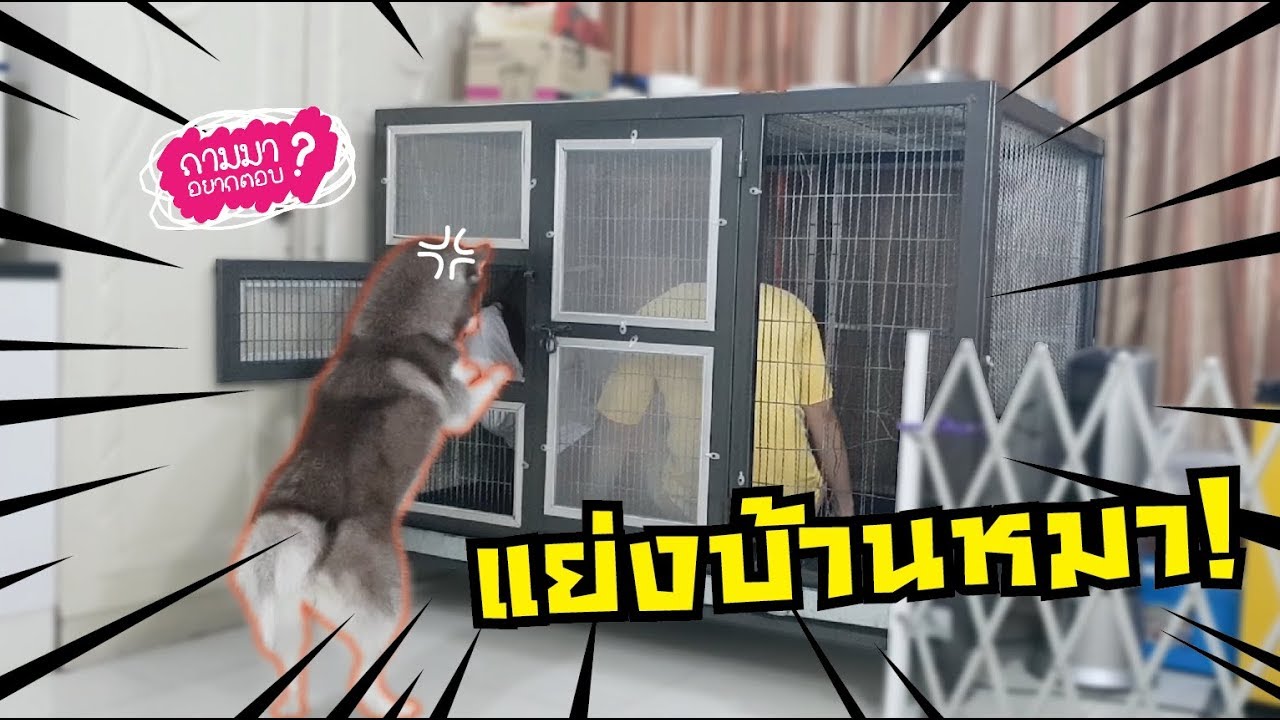แย่งบ้านหมา! เข้าไปอยู่ในกรงหมา! // ถามมาอยากตอบ #7