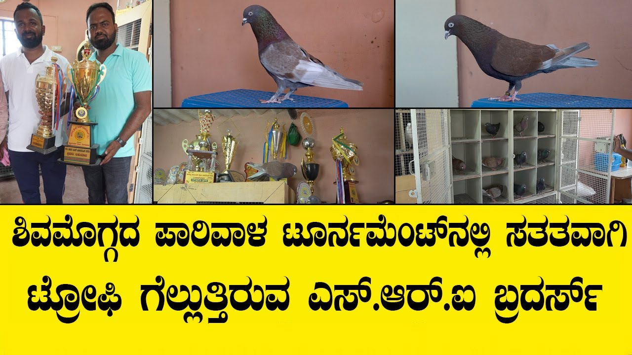 ಶಿವಮೊಗ್ಗದ ಪಾರಿವಾಳ ಟೂರ್ನಮೆಂಟ್ ನಲ್ಲಿ ಸತತವಾಗಿ ಟ್ರೋಫಿ ಗೆಲ್ಲುತ್ತಿರುವ ಎಸ್.ಆರ್.ಐ ಬ್ರದರ್ಸ್|PARIVALA SHOKDAR
