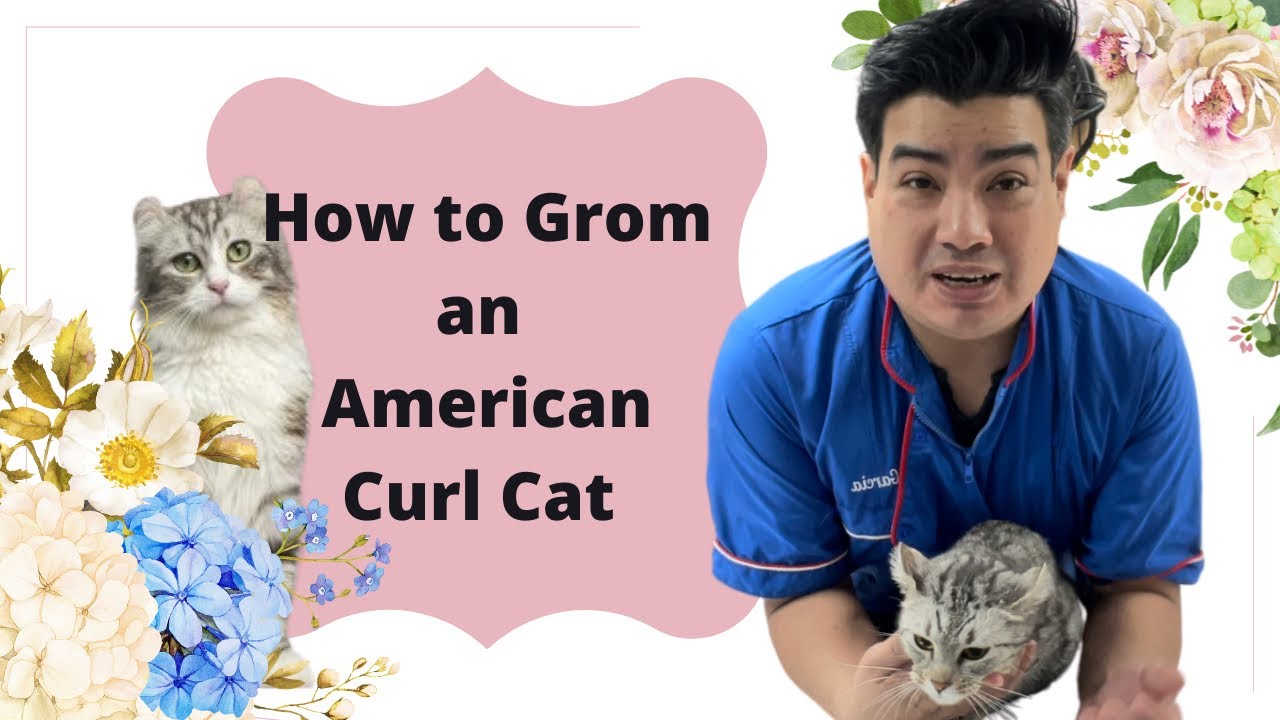 How to Groom an American Curl kitten Cat groomer in New York City/ Dalilas Pet Grooming School