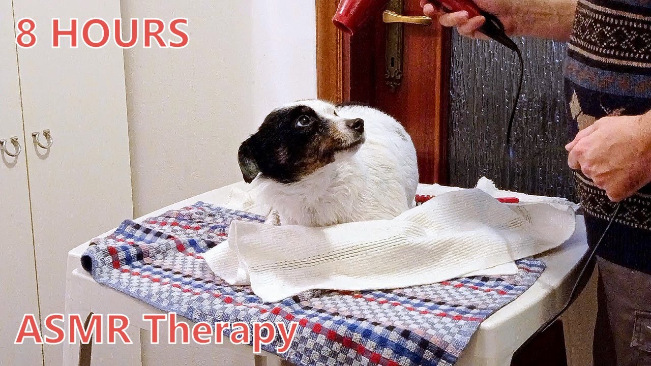 8 Hours ASMR White Noise for Relax • HairDryer Sound • Dog Drying • Asciugacapelli Rumore Bianco