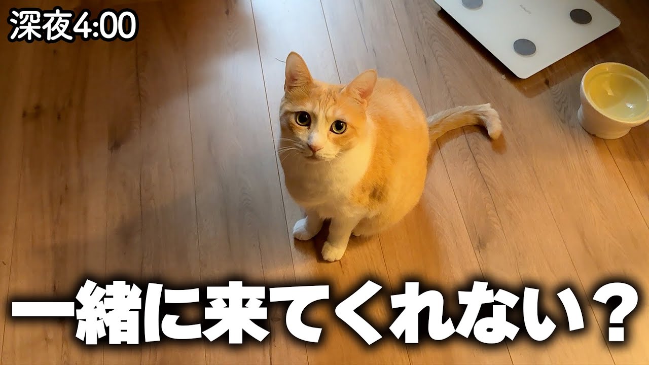 深夜にロビンから「ついてこい」と案内されました。