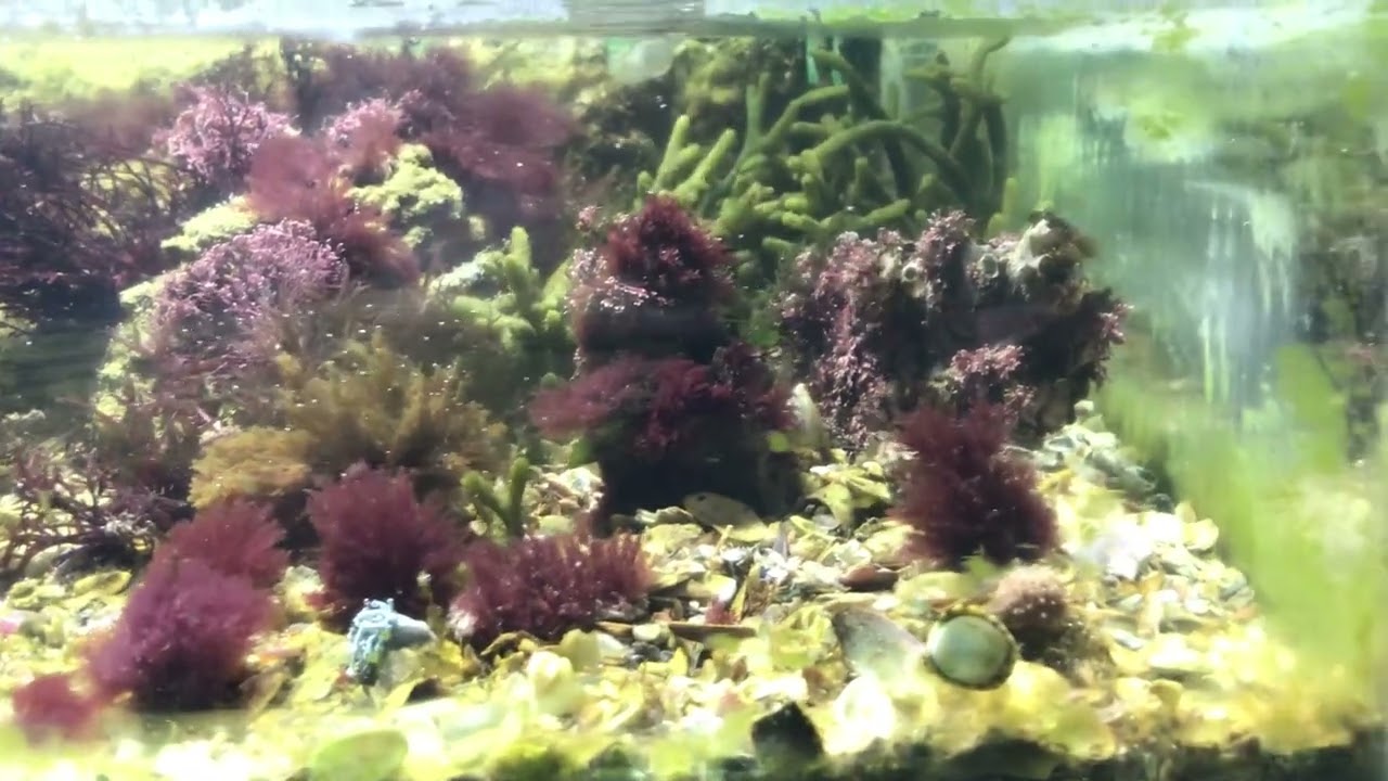 Aquário marinho de macroalgas!