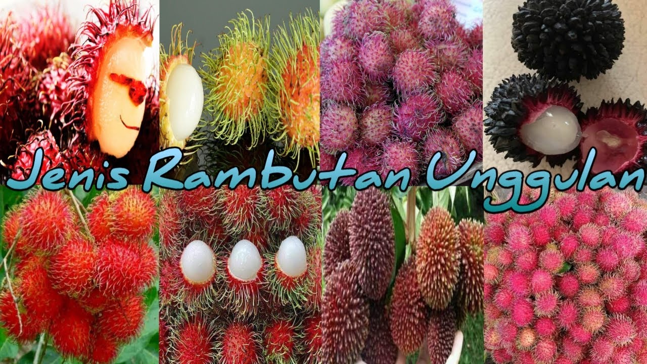 Jenis Rambutan Unggulan