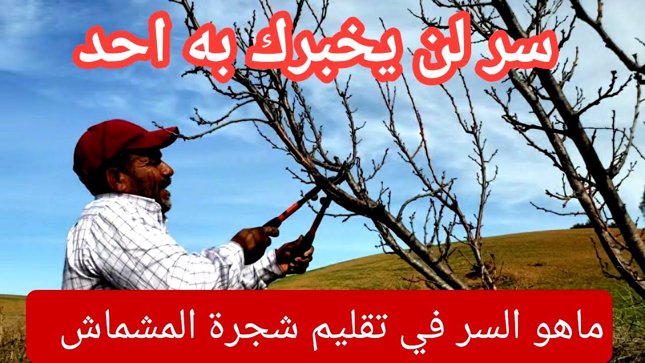 تقليم المشمش -الطريق الصحيحة لضمان انتاج وفير وجودة مضمونة