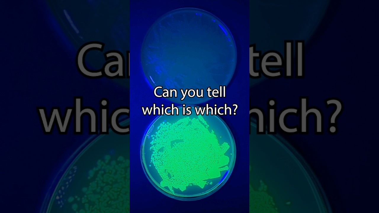 Genetically Modifying Bacteria Speed Run