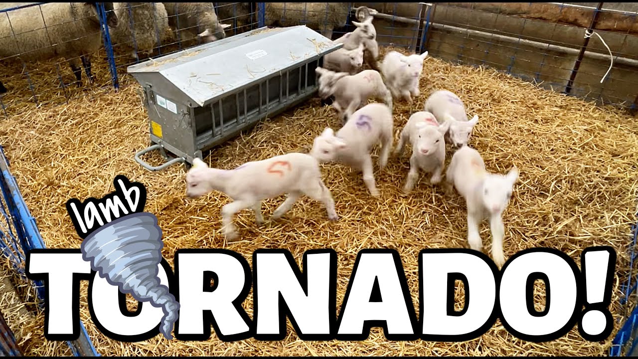 IT'S A LAMB TORNADO!!🌪 | ...and possibly the cutest thing I've ever seen 😍| VLOGMAS 2021 | Vlog 533